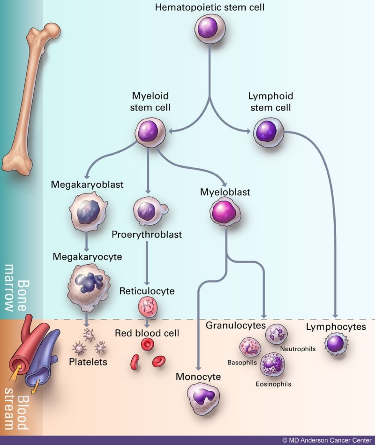 Pediatric Chronic Myeloid Leukemia (CML) medical condition