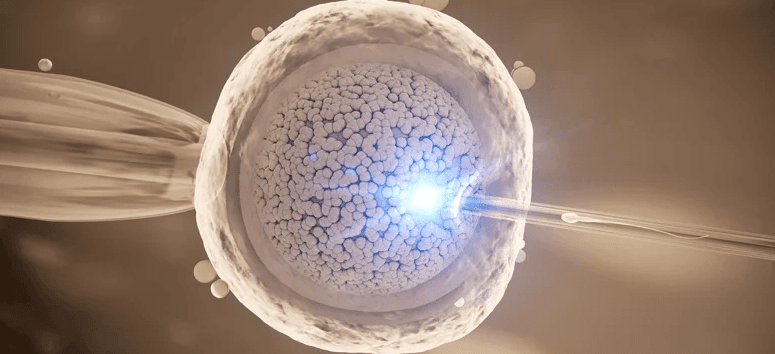 Egg Donation Treatment in Turkey
