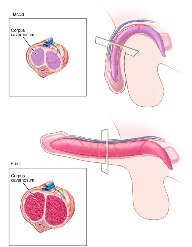 Erectile Dysfunction medical condition