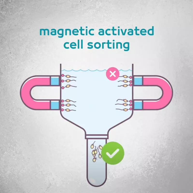 MACS (Magnetic Activated Cell Sorting) medical condition
