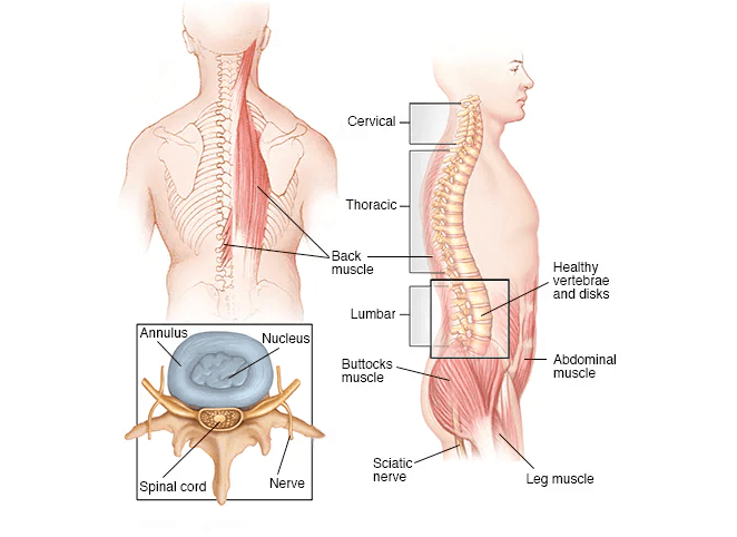 Spine and Spinal Cord Tumors medical condition