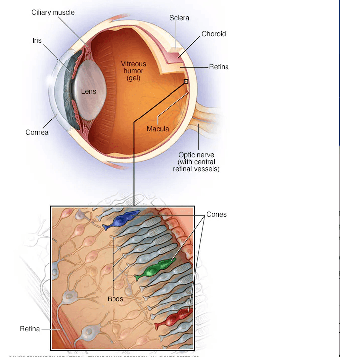 Retinal diseases medical condition