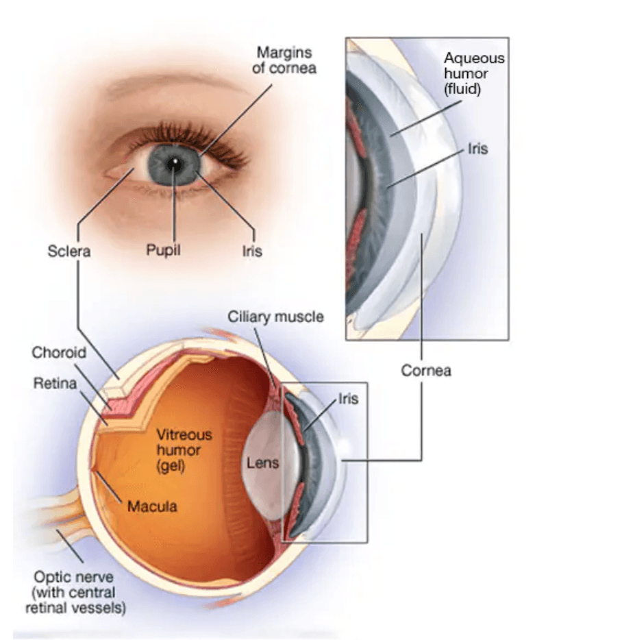 Retinoblastoma medical condition