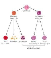 Chronic Myelogenous Leukemia (CML) medical condition