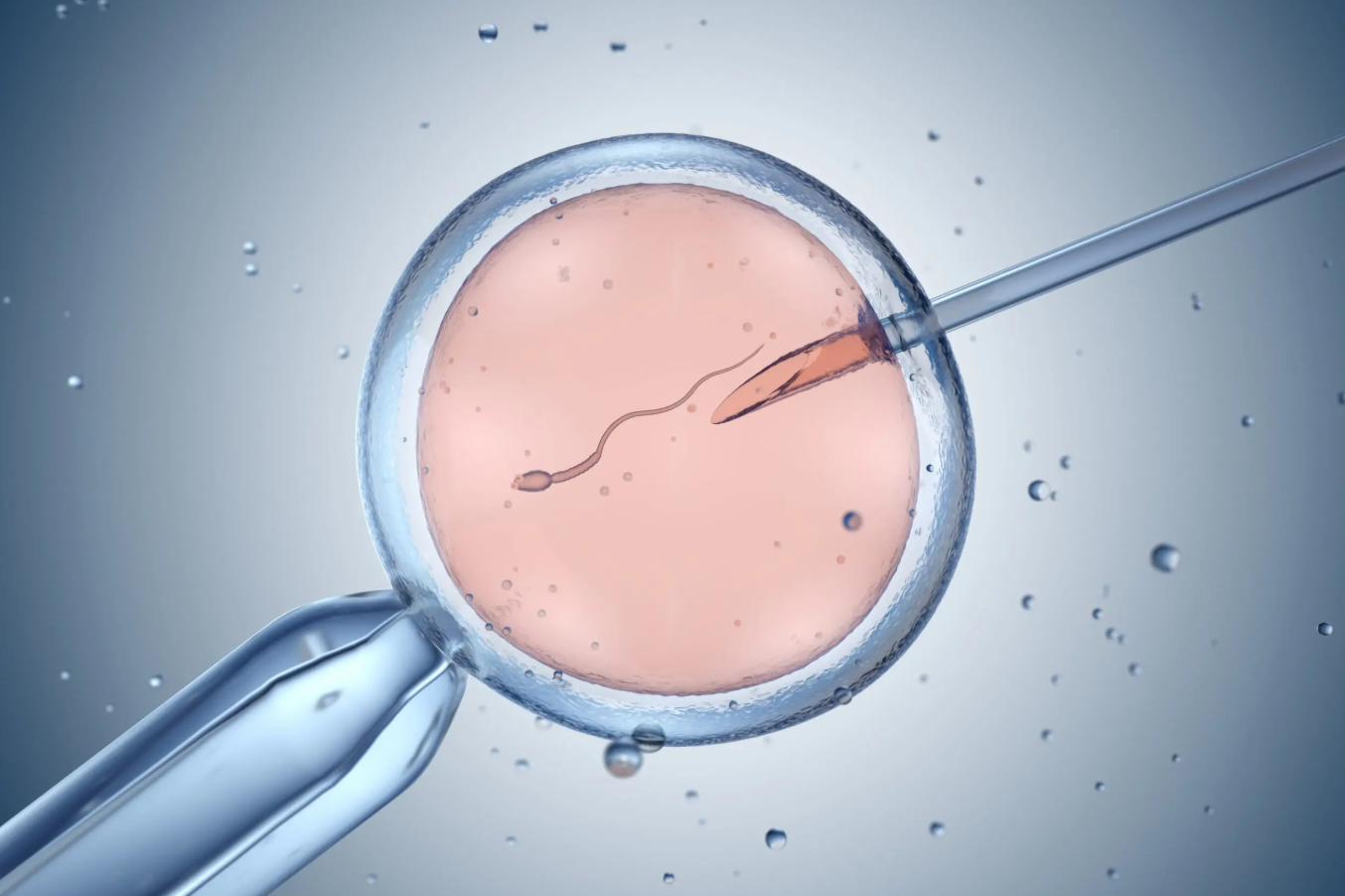 Egg Donation Treatment in Turkey related image