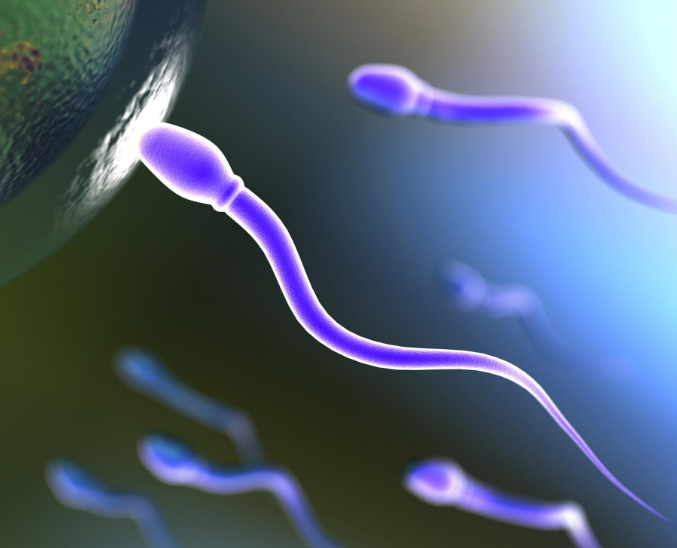 Low Sperm Count Treatment in Turkey related image