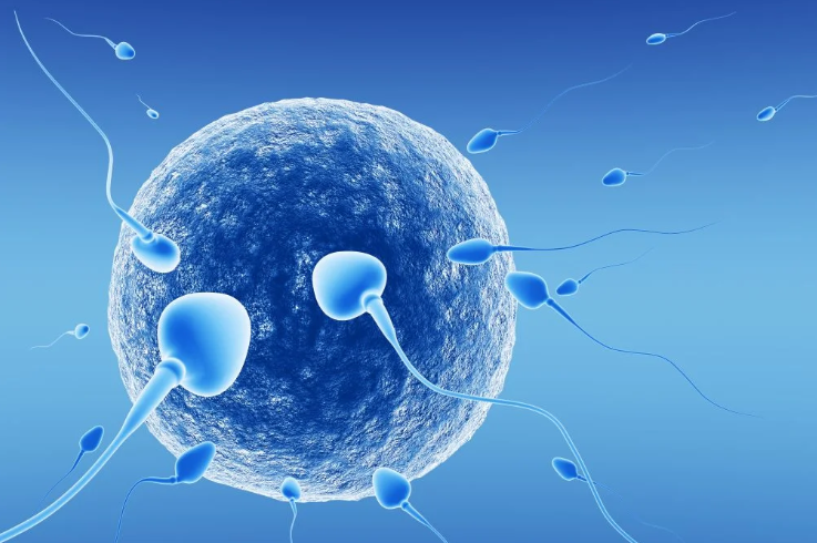 Low Sperm Count Treatment in Turkey related image