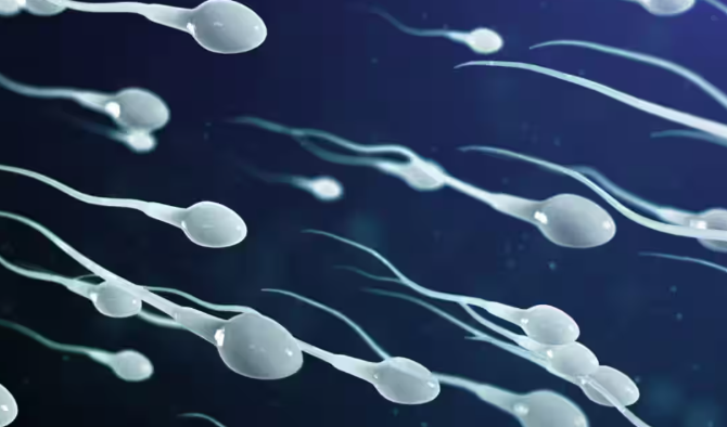 Low Sperm Count Treatment in Turkey related image