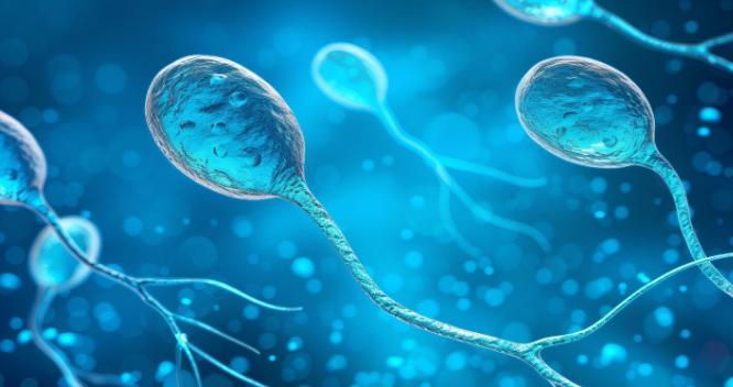 Low Sperm Count Treatment in Turkey related image
